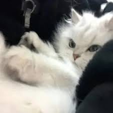 Nguyễn Thành Long